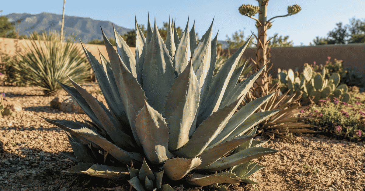 Agave Century Plant Care: Calm, Bold, Quirky Tips