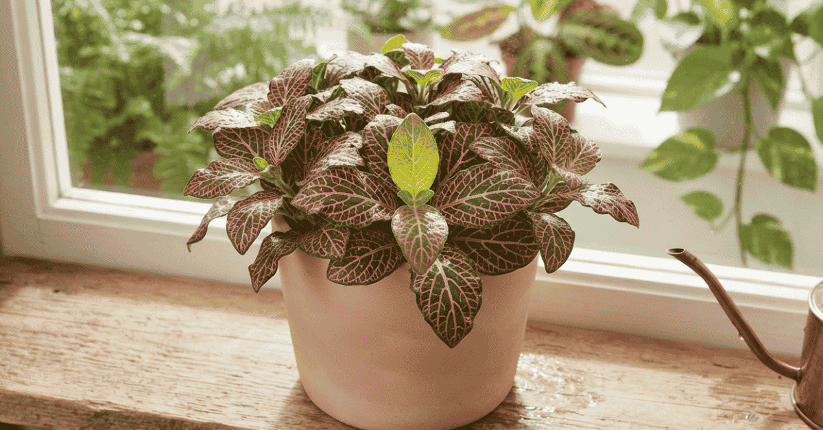 Primetime Fittonia Plant Care: Happy, Quirky Leaves