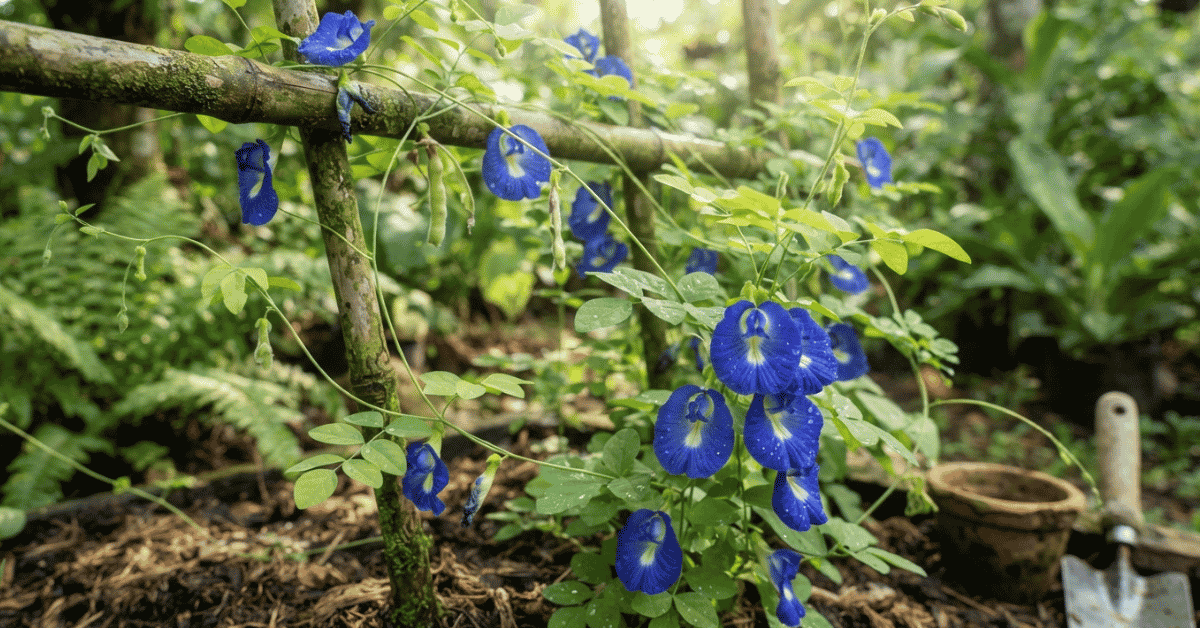 Clitoria Ternatea Plant Care: Joyful Blue Tips