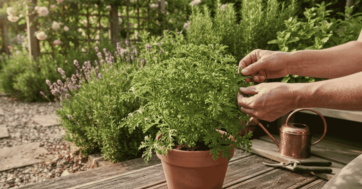 Citronella Mosquito Plant Care: Bold, Happy Zing