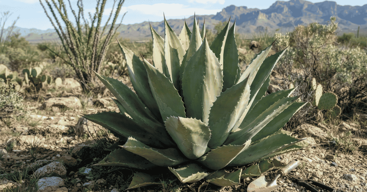Century Plant Care: Fierce, Happy, Quirky Tips