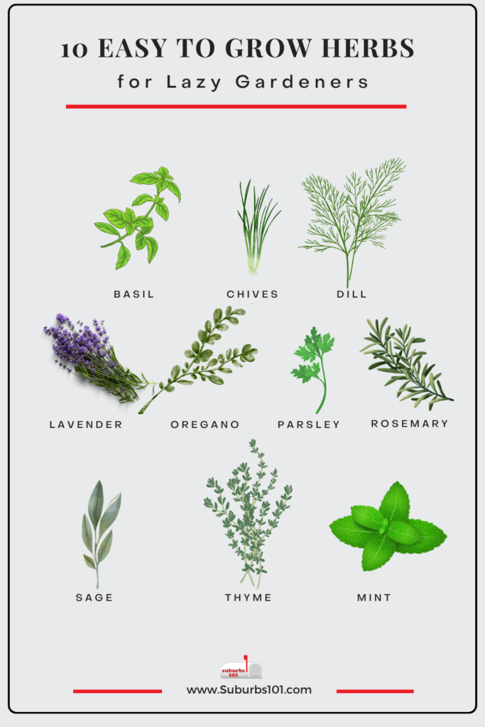Easy Herbs To Grow At Home
