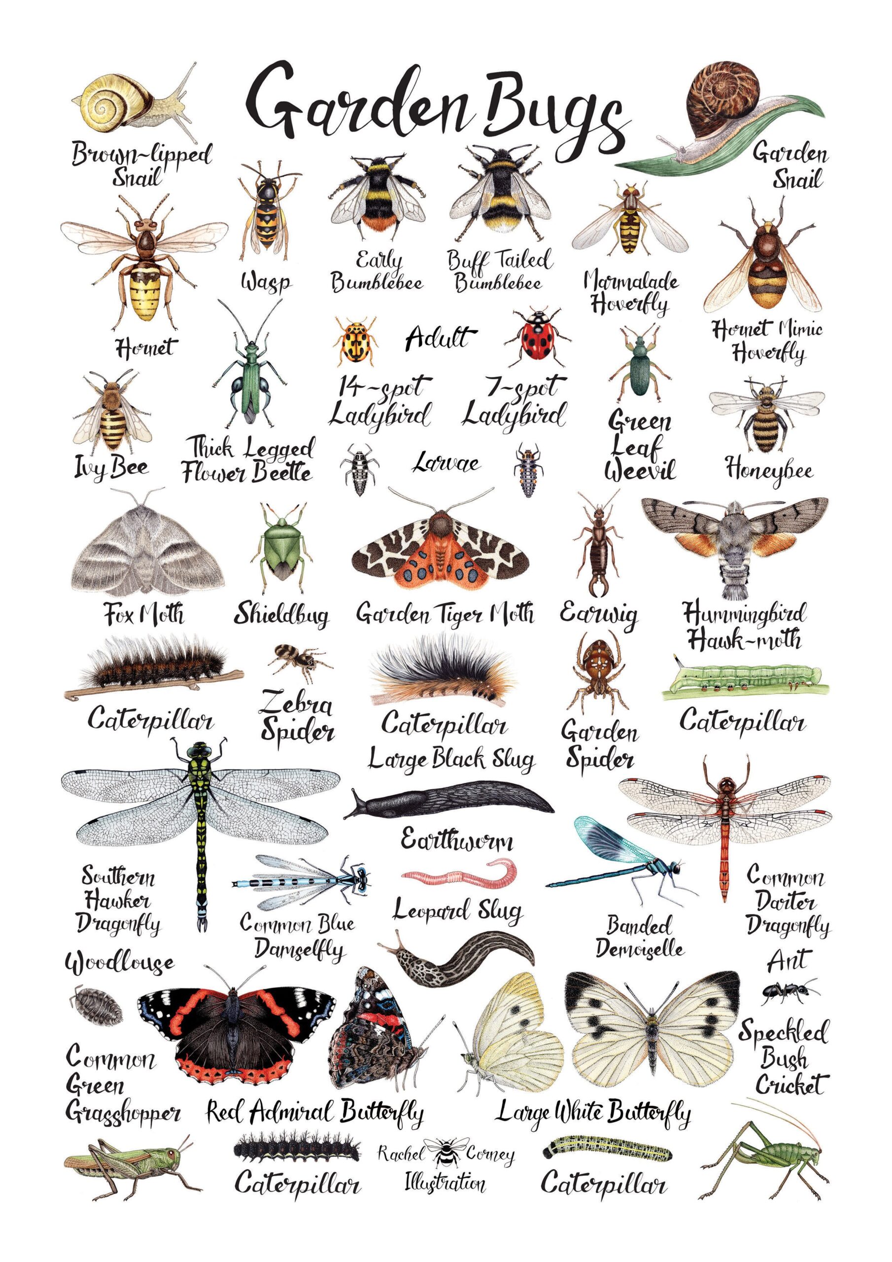 Bugs In My Garden