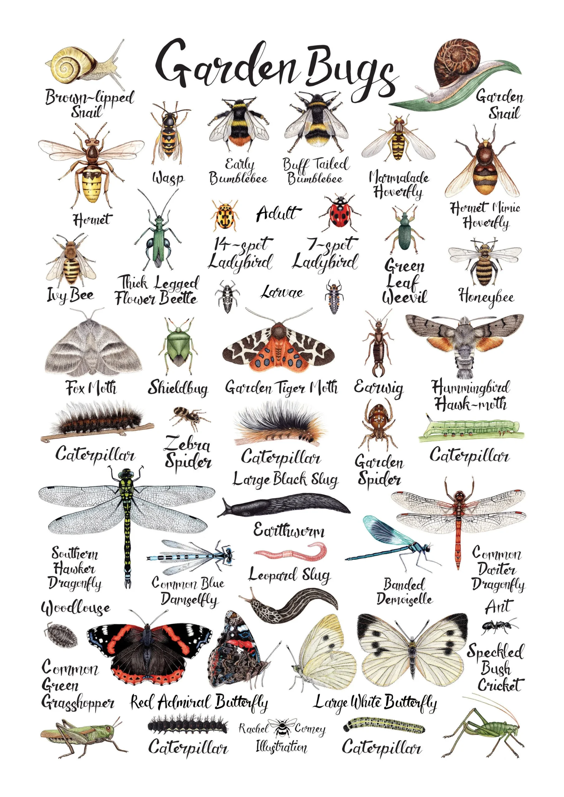 Common Bugs In The Garden