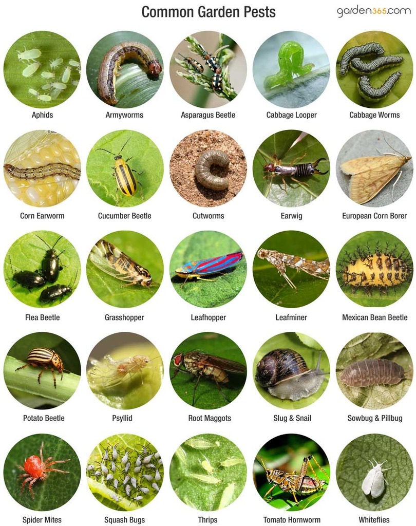 Common Pests In The Garden
