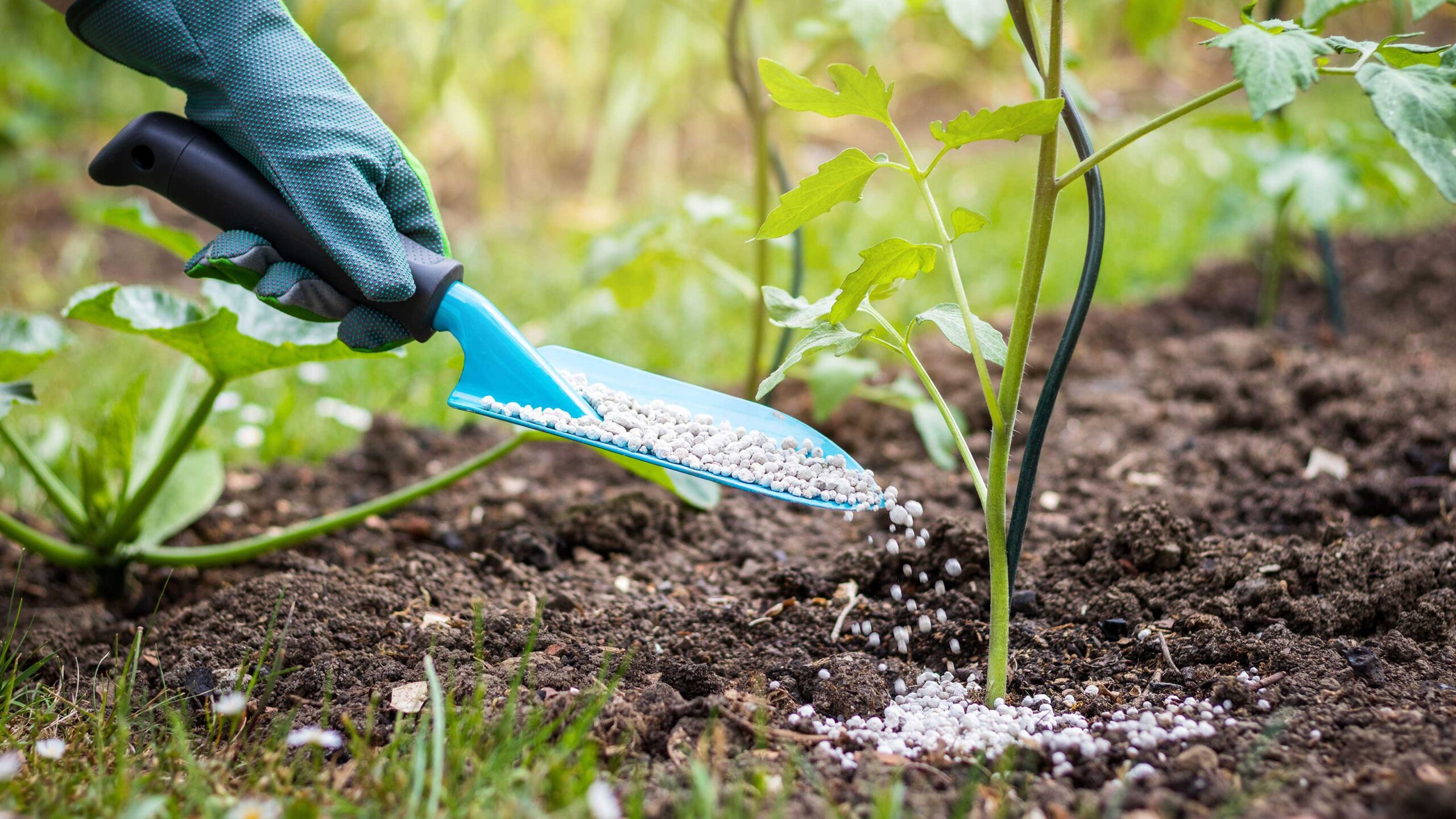 How Do You Apply Fertilizer To Plants