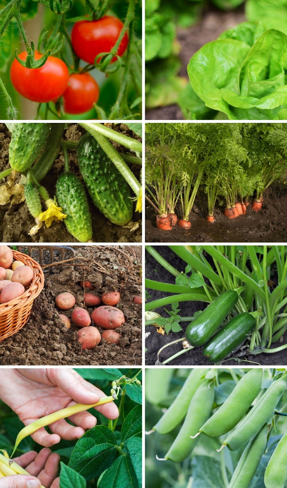 Easy Beginner Garden Vegetables
