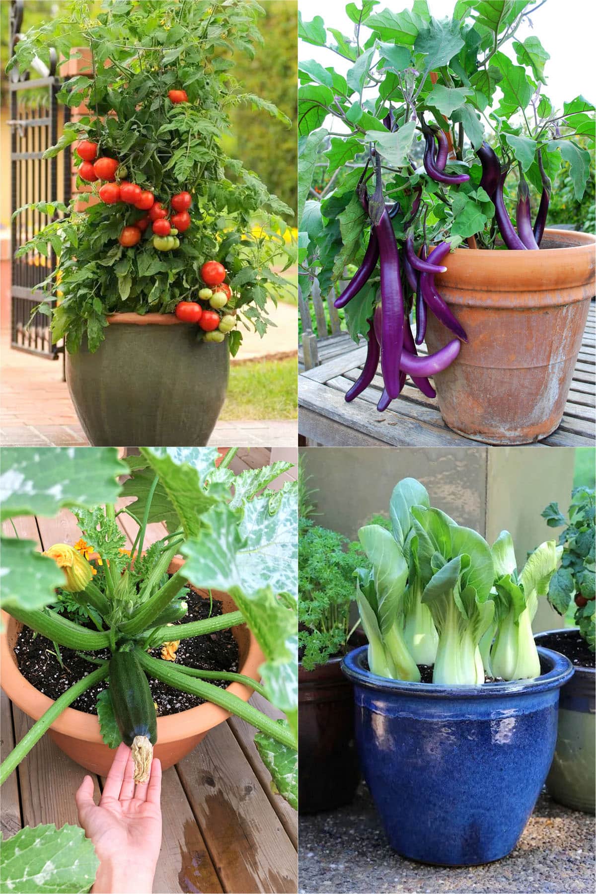 Vegetables That Can Grow In Pots