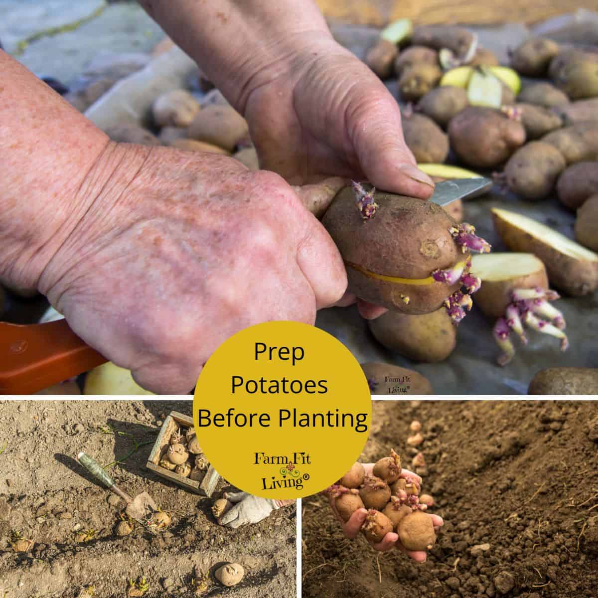How To Prep Potatoes To Plant