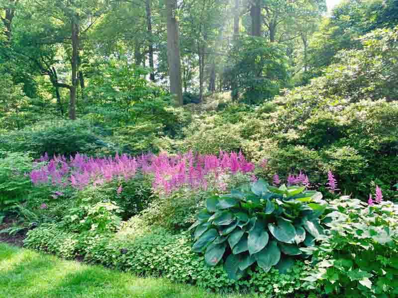 Shade Garden Perennial Plants